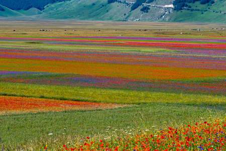Lentil flowering with poppies and cornflowers in Castelluccio di Norcia, national park sibillini mountains, Italy, Europeの写真素材