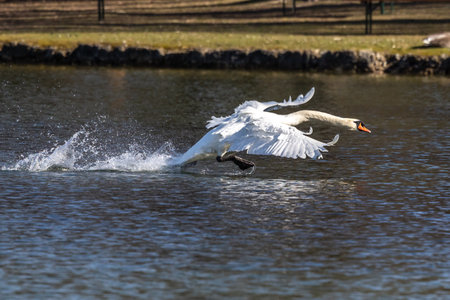 The Mute swan, Cygnus olor is a species of swan and a member of the waterfowl family Anatidae. Here flying over a lake in the English Garden in Munich, Germanyの写真素材