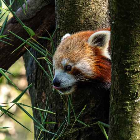 The red panda, Ailurus fulgens, also called the lesser panda and the red cat-bear.