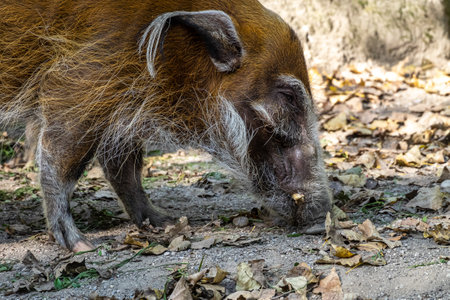 Red river hog, Potamochoerus porcus, also known as the bush pig. This pig has an acute sense of...