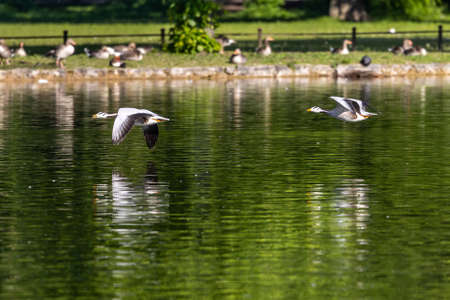 The bar-headed goose flying over a lake at Munich. Anser indicus breeds in Central Asia in colonies of thousands near mountain lakes and winters in South Asia, as far south as peninsular India.の写真素材