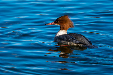 Common Merganser, Goosander, Mergus merganser, swimming on the Kleinhesseloher Lake in the English Garden at Munich, Germanyの写真素材