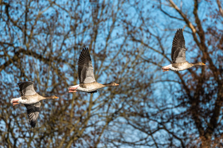 The greylag goose, Anser anser is a species of large goose in the waterfowl family Anatidae and the type species of the genus Anser. Here flying in the air.の写真素材