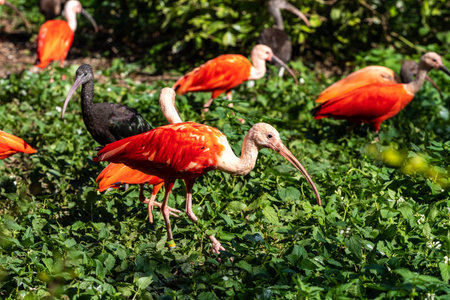 The Scarlet ibis, Eudocimus ruber is a species of ibis in the bird family Threskiornithidae. It inhabits tropical South America and islands of the Caribbean.の写真素材