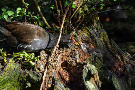 The common moorhen Gallinula chloropus also known as the waterhen, the swamp chicken, and as the common gallinule swimming at a blue lake waterの写真素材