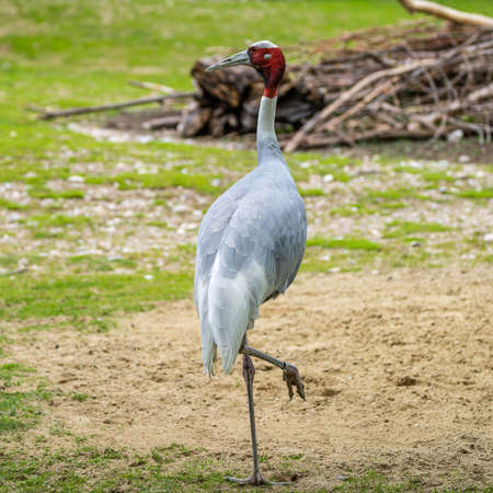 The Sarus crane, Grus antigone is a large non-migratory crane found in parts of the Indian Subcontinent, Southeast Asia and Australia.の写真素材