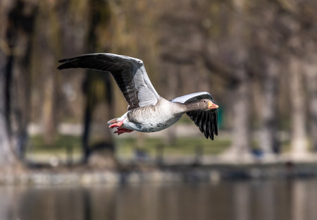 The greylag goose, Anser anser is a species of large goose in the waterfowl family Anatidae and the type species of the genus Anser. Here flying in the air.の写真素材