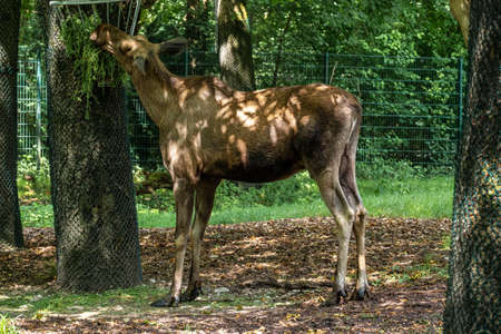 European Moose, Alces alces, also known as the elk. Wild life animal.の写真素材