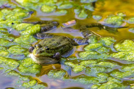 Common frog, Rana temporaria, single reptile croaking in water, also known as the European common...