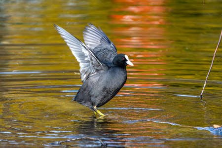 The common moorhen Gallinula chloropus also known as the waterhen, the swamp chicken, and as the common gallinule swimming at a blue lake waterの写真素材