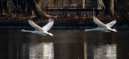 The Mute swan, Cygnus olor is a species of swan and a member of the waterfowl family Anatidae. Here...