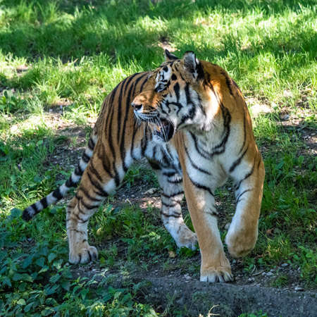 The Siberian tiger,Panthera tigris altaica is the biggest cat in the worldの写真素材