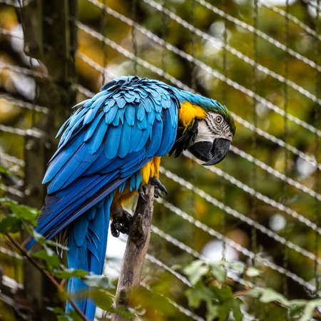 The Blue-and-yellow Macaw, Ara ararauna also known as the blue-and-gold macaw, is a large South American parrot with mostly blue top parts and light orange underpartsの写真素材