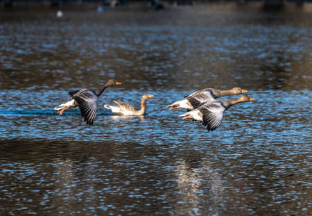 The greylag goose, Anser anser is a species of large goose in the waterfowl family Anatidae and the...