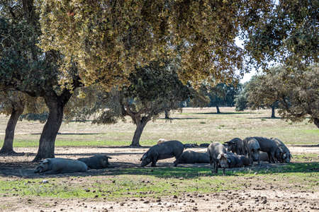 Iberian pigs, Pata Negra grazing in the Extremadura landscape near Trujillo in Spainの写真素材