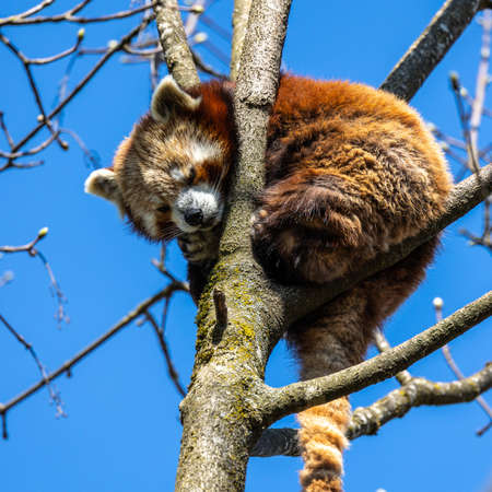 The red panda, Ailurus fulgens, also called the lesser panda and the red cat-bear.の写真素材