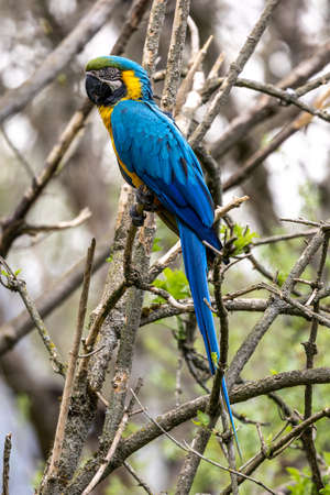 The blue-and-yellow Macaw, Ara ararauna also known as the blue-and-gold macaw, is a large South...