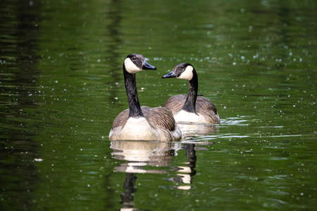 The Canada Goose, Branta canadensis, at a lake near Munich in Germany. It is a goose with a black...