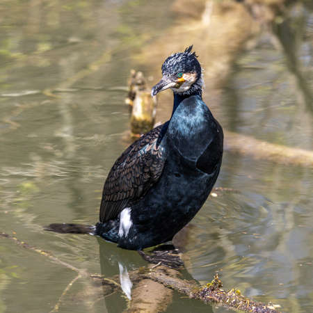 The great cormorant, Phalacrocorax carbo known as the great black cormorant across the Northern...