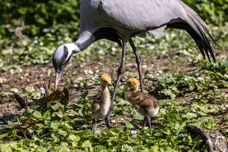 Family of Demoiselle Crane, Anthropoides virgo are living in the bright green meadow during the day time. It is a species of crane found in central Eurosiberiaの写真素材