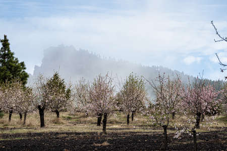Gran Canaria, Caldera de Tejeda in February, almond trees in full bloom, time of almond-blossom festival, Spainの写真素材