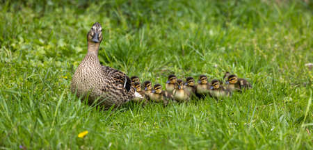Wild duck or mallard, Anas platyrhynchos family with young goslings at a lake in Munich, Germany.The...