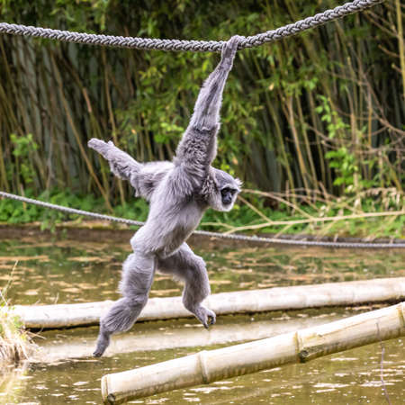Silvery gibbon, Hylobates moloch. The silvery gibbon ranks among the most threatened species.