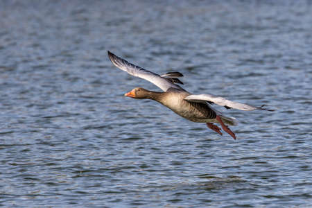 The greylag goose, Anser anser is a species of large goose in the waterfowl family Anatidae and the type species of the genus Anser. Here flying in the air.の写真素材