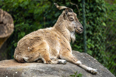 Turkmenian markhor, Capra falconeri heptneri. The name of this species comes from the shape of horns, twisting like a corkscrew or screw. Markhor is one of the symbols of Pakistanの写真素材