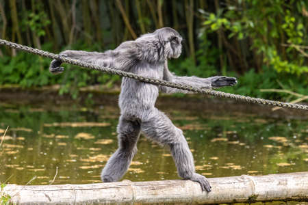 Silvery gibbon, Hylobates moloch. The silvery gibbon ranks among the most threatened species.