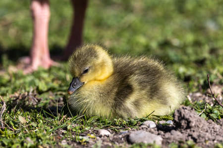 Close up of a beautiful yellow fluffy greylag goose baby goose in spring, Anser anser is a species...
