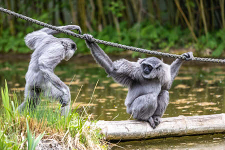 Silvery gibbon, Hylobates moloch. The silvery gibbon ranks among the most threatened species.