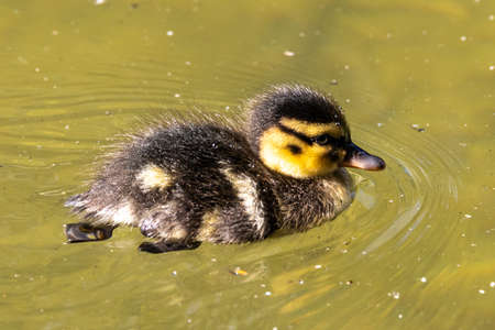 Wild duck or mallard, Anas platyrhynchos family with young goslings at a lake in Munich, Germany.The...