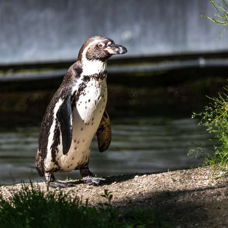 The Humboldt Penguin, Spheniscus humboldti also termed Peruvian penguin, or patranca is a South American penguin that breeds in coastal Chile and Peru.の写真素材