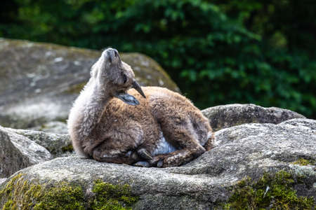 Male mountain ibex - capra ibex on a rock living in the European alpsの写真素材