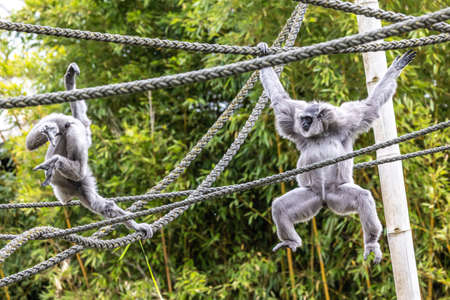 Silvery gibbon, Hylobates moloch. The silvery gibbon ranks among the most threatened species.