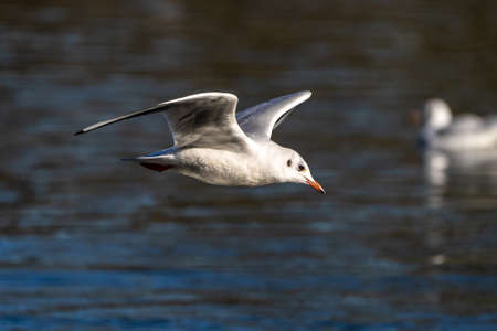 The European Herring Gull, Larus argentatus is a large gull, One of the best known of all gulls...