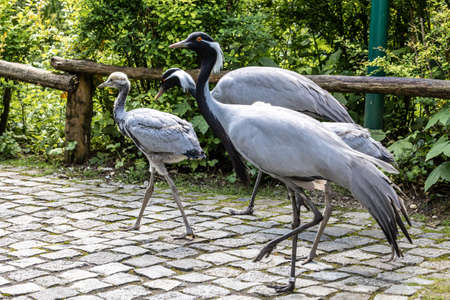 Family of Demoiselle Crane, Anthropoides virgo are living in the bright green meadow during the day time. It is a species of crane found in central Eurosiberiaの写真素材