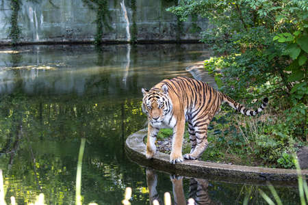 The Siberian tiger,Panthera tigris altaica is the biggest cat in the world
