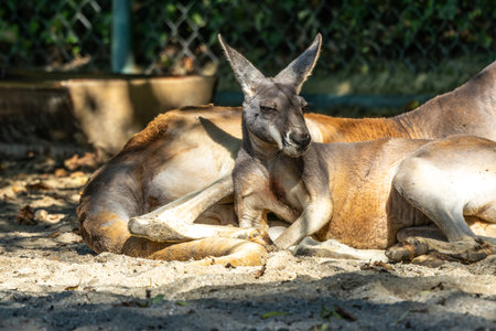 The red kangaroo, Macropus rufus is the largest of all kangaroos, the largest terrestrial mammal native to Australia, and the largest extant marsupial.の写真素材