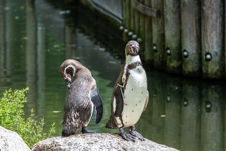 The Humboldt Penguin, Spheniscus humboldti also termed Peruvian penguin, or patranca is a South American penguin that breeds in coastal Chile and Peru.の写真素材