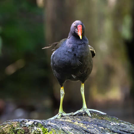 The common moorhen Gallinula chloropus also known as the waterhen, the swamp chicken, and as the common gallinule swimming at a blue lake waterの写真素材