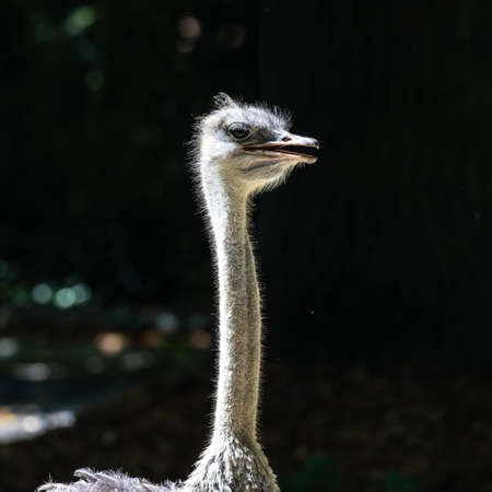 The common ostrich, Struthio camelus, or simply ostrich, is a species of large flightless bird native to Africa. It is one of two extant species of ostrichesの写真素材