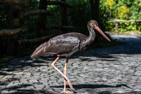 The Black stork, Ciconia nigra is a large bird in the stork family Ciconiidae.の写真素材