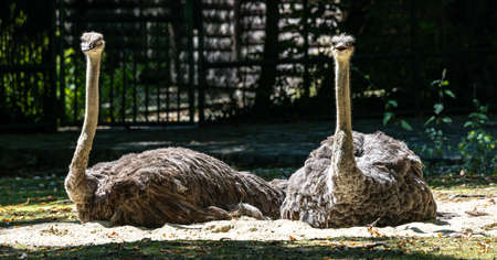The common ostrich, Struthio camelus, or simply ostrich, is a species of large flightless bird...