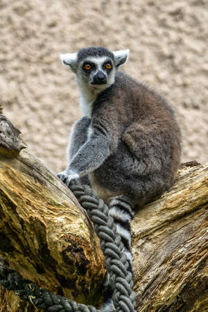 The ring-tailed lemur, Lemur catta is a large strepsirrhine primate and the most recognized lemur...