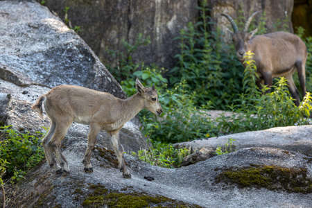 Male mountain ibex - capra ibex on a rock living in the European alpsの写真素材