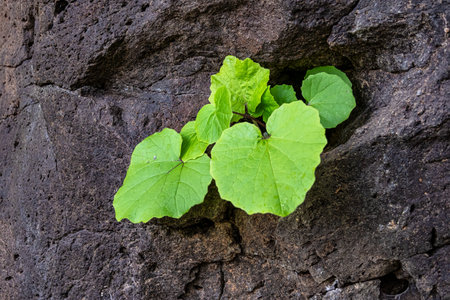 Los tilos de Moya, the last Laurisilva forest of Gran Canaria. It is located at the Rural Park of Doramas, Spainの写真素材