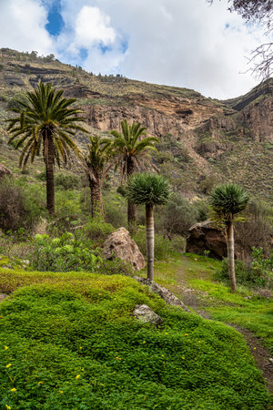 Volcanic landscape of Caldera de Bandama crater with circular hiking trail. Gran Canaria, Spain in Europeの写真素材