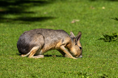 Patagonian mara, Dolichotis patagonum. These large relatives of guinea pigs are common in the Patagonian steppes of Argentina but live in other areas of South America as well such as Paraguay.の写真素材